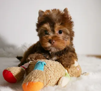 Yorkshire terrier - Bella