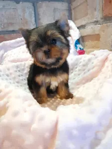 Yorkshire Terrier - Wind Power