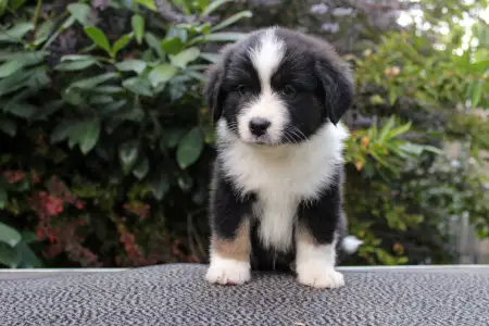 Miniature American Shepherd - Gladstone Minis Bumbu