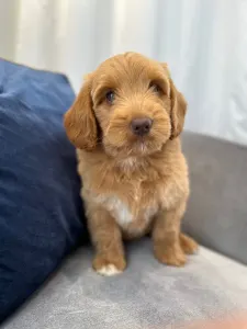 Labradoodle - Dertons Woody