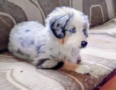 Miniature American Shepherd - Amber 