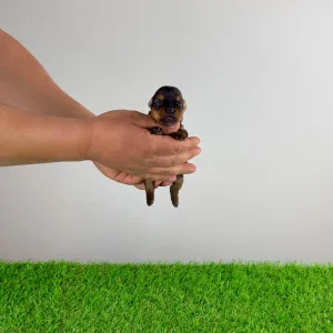 Yorkshire Terrier - Tinni