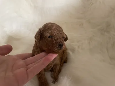 Poodle Miniature - Prada