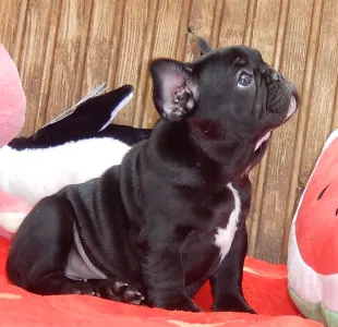 Francia bulldog - Diva