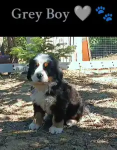 Bernese Mountain Dog - Grey Boy Balu