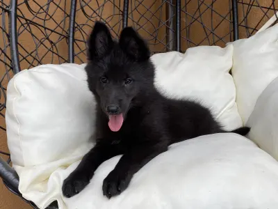 Chien de Berger Belge - Gerőcsvári Black Diamond Hetty