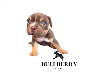 American Bully - Standard - Loganberry