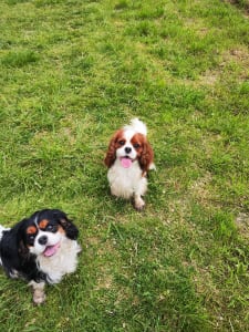 Cavalier king Charles spaniel - Erdőszéli Ezüstcsillag