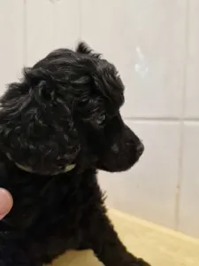 Törpe uszkár - Ajda