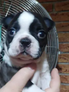 Boston Terrier - Carlos