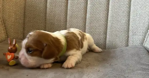 Cavalier King Charles Spaniel - Brooke