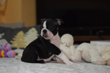 Boston Terrier - Pompás ( Prancer )