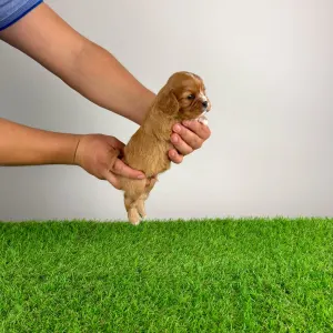 Кавалер кинг-чарльз-спаниель - Eddie