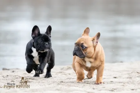 Französische Bulldogge - Black Pirate