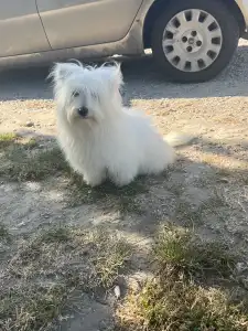 Coton de Tulear - Björn