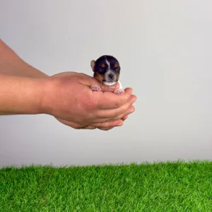 Biewer Terrier - Rinty