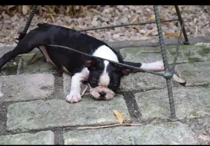 Boston Terrier - Gordon