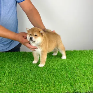 Shiba Inu - Whoops