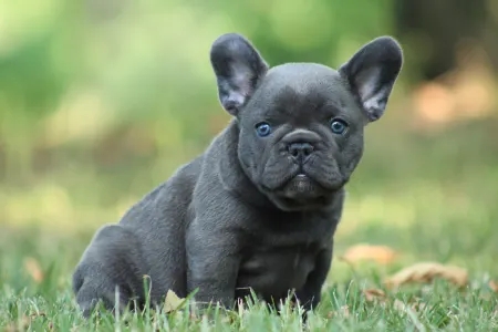 Buldog francuski - Mordály