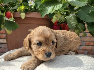 Cavapoo - Eper