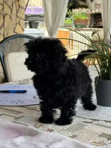 Pudel miniaturowy - Blacky