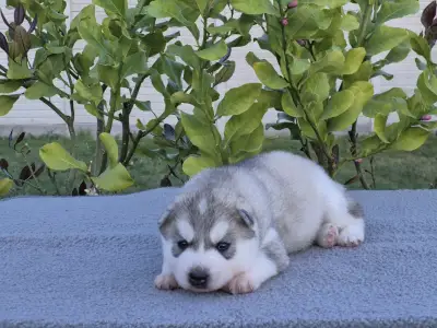Szibériai husky - Grey Boy