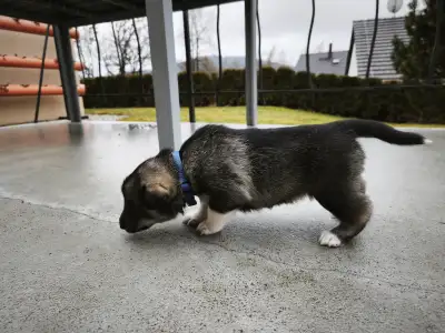 West Siberian Laika - Alvar