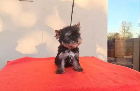 Yorkshire Terrier - Happy Life (extra Small)