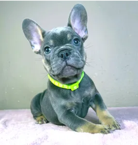 Bulldog francez - Brad