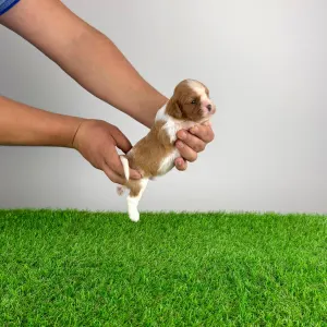 Cavalier King Charles Spaniel - Dorritos