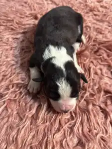 Border Collie - Fekete Szuka
