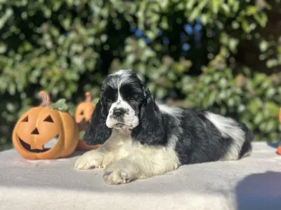 American Cocker Spaniel - Real Love