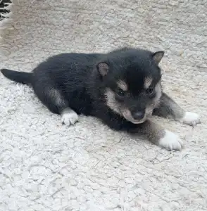 Shiba - Scamp Crowd Fantasie