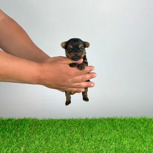 Yorkshire Terrier - Yasko