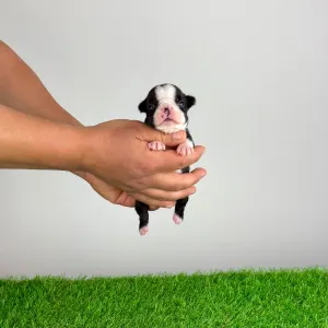 Boston Terrier - Halvor