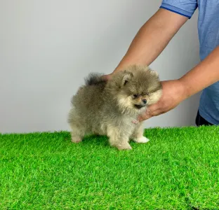 German Pomeranian Spitz - Fee