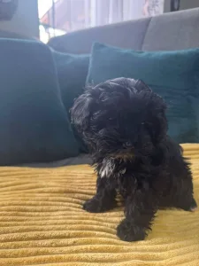 Maltipoo - Bagira