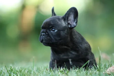 Francia bulldog - Thug Life Rocco
