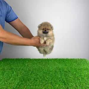 Pomeranian - Otti