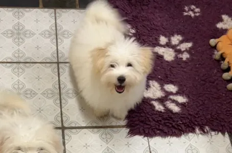 Coton de Tuléar - Monroe