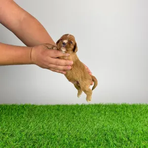 Cavalier King Charles Spaniel - Eddie