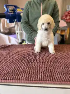 Óriás uszkár - White Boy