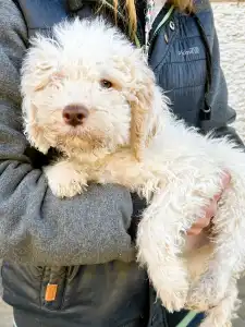 Lagotto Romagnolo - Tummi Gummi