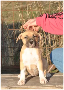 Amerikanischer Staffordshire Terrier - Gelatelli Sorbet