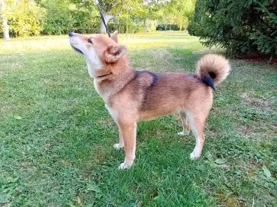 Shiba - Beauty Of The East Akina