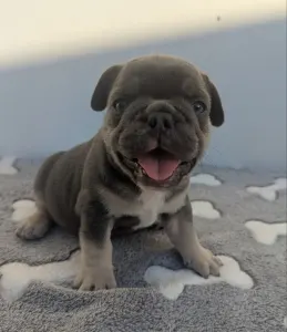 Bouledogue français - Theo