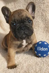 Bulldog francez - Eldon