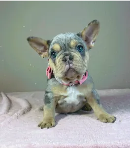 Bouledogue français - Mandy