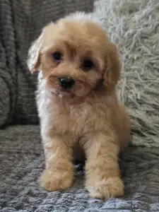 Cavapoo - Hunter