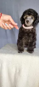 Poodle Miniature - Klara